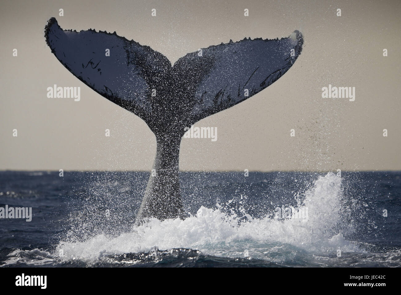 Dip whale fluke hi-res stock photography and images - Alamy