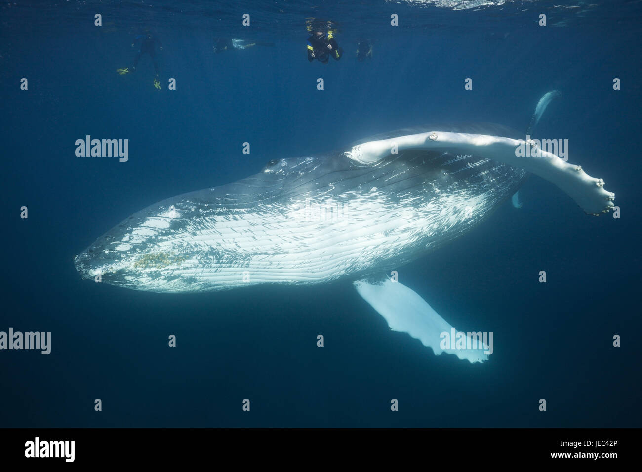 Snorkler and humpback whale, Megaptera novaeangliae, Silver bank, the Atlantic, the Dominican Republic, Stock Photo