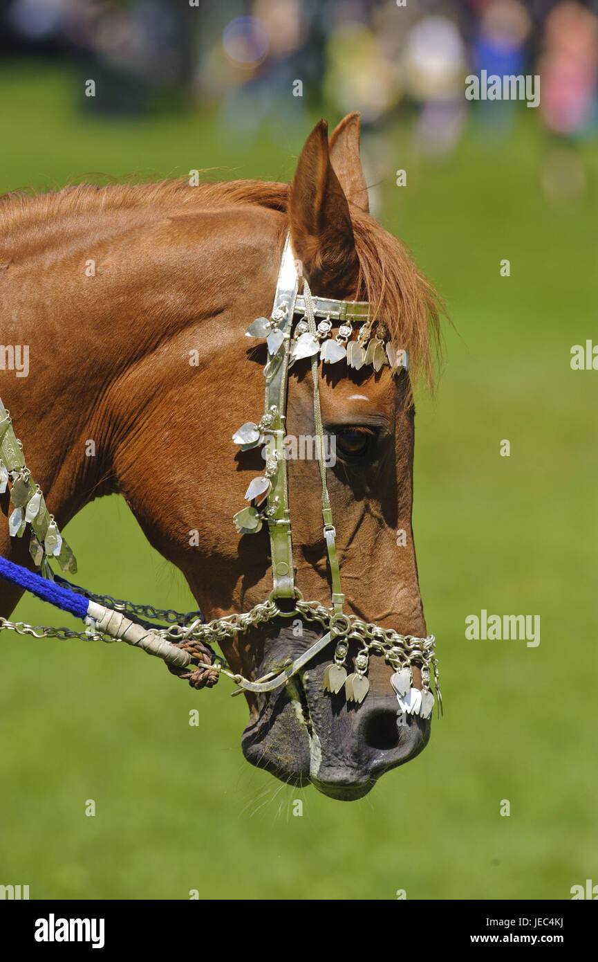 Portrait of an Arab horse, with jewellery in the bridle stuff, Trense of silver, The horse hears to the 'Royal Cavalry of Oman' during a show on the event 'horse International 2011' in Munich, Stock Photo