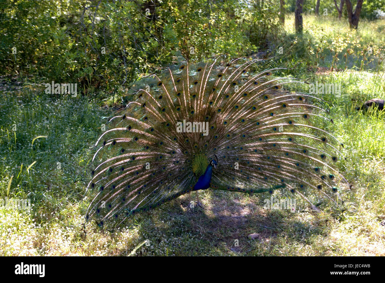 Greece, Rhodes, Filerimos, blue peacock, cloister park, cloister park, park, animal, peacock, Phasianidae, gallinaceous birds, at the side, 'radian', admirably, peacock's feathers, manly, decorated, plumage, plumage, feathers, Stock Photo