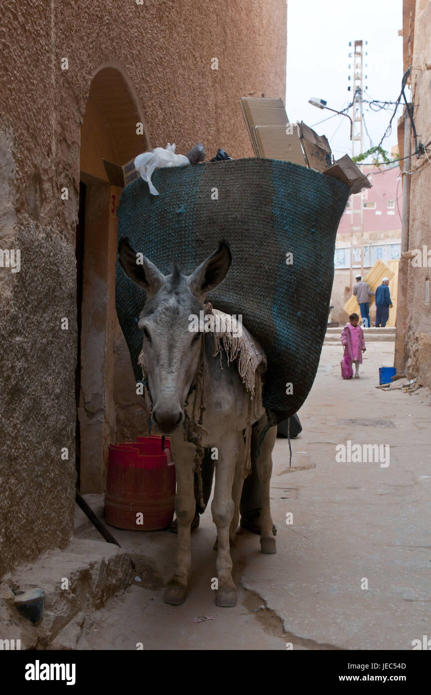 Man charges a load donkey in the village el Atteuf in the UNESCO world cultural heritage M'Zab, Algeria, Africa, Stock Photo