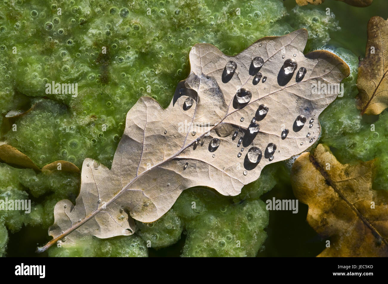 Acorn leaves, drop of water, leaves, drop, dewdrop, pond, waters Stock  Photo - Alamy