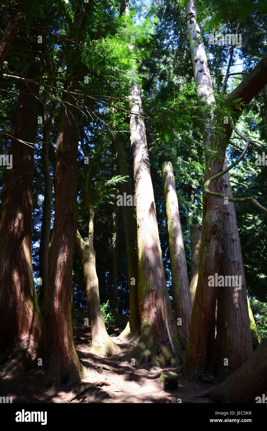 Cedars in the park hi-res stock photography and images - Alamy