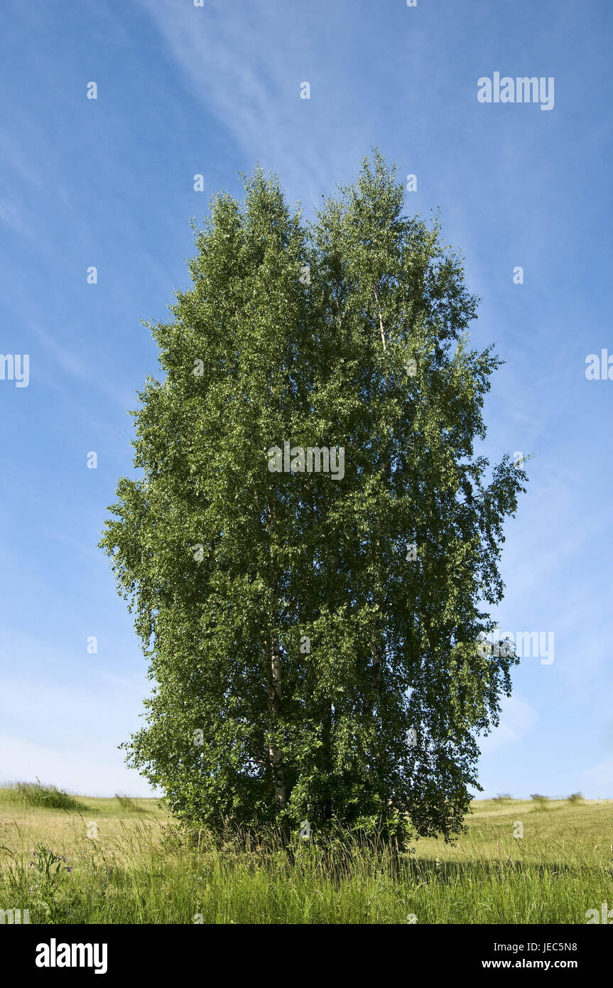 Meadow, birch, tree, green, Betula, Betulaceae, solitaire tree, solitaire, nobody, sunshine, nature, scenery, leaves, Stock Photo