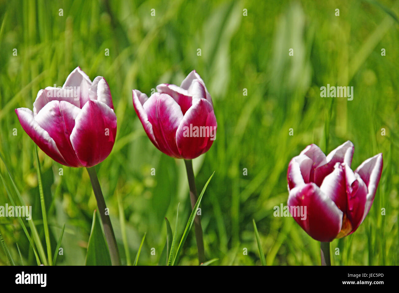 Grass, tulips, blossom, Germany, Baden-Wurttemberg, spring, flowers, spring flowers, tulip blossom, bulb flowers, tulip meadow, Mainau, spring, spring flowers, season, three, Stock Photo