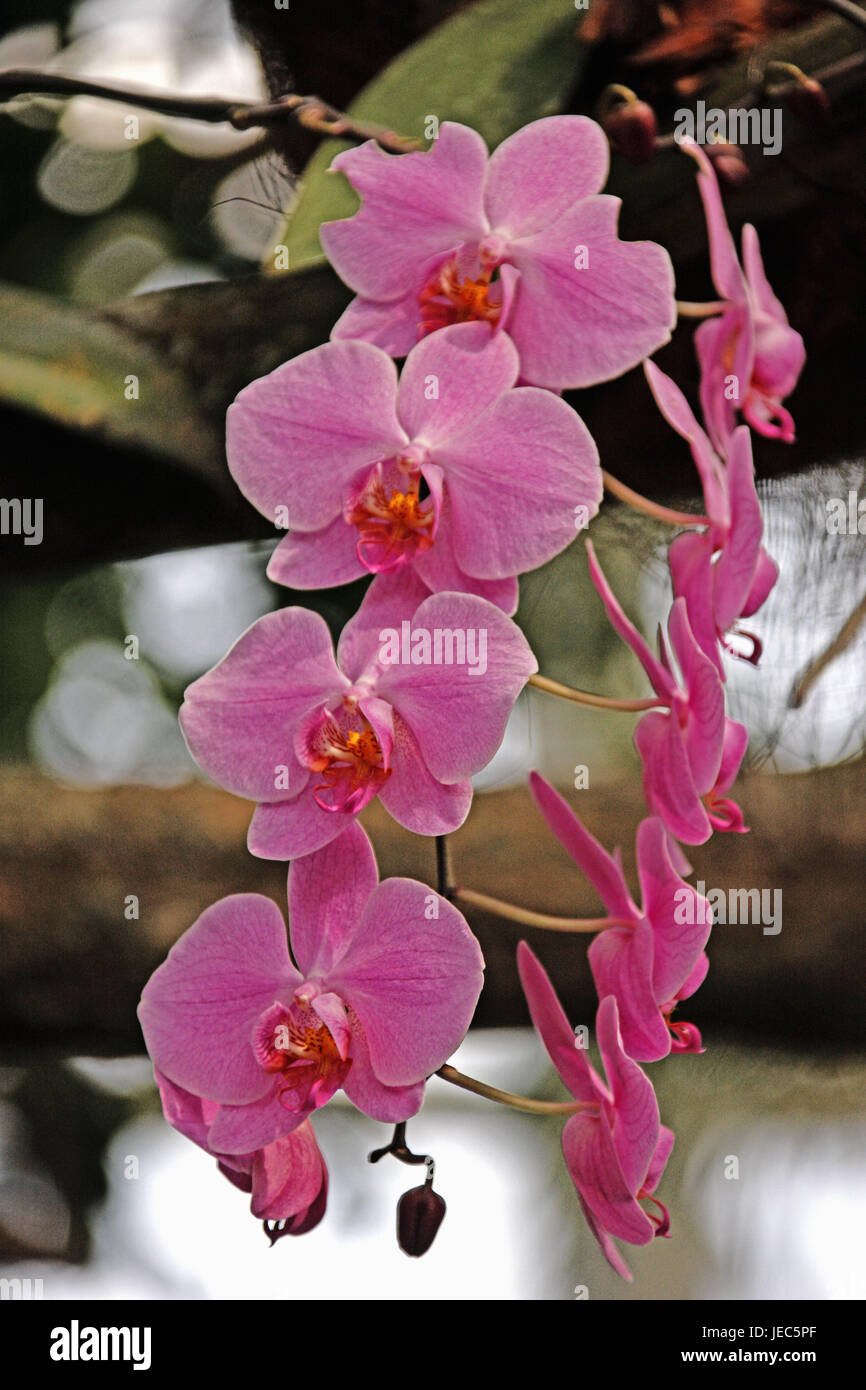 Orchids, blossom, Phalaenopsis, pink-coloured, pink, blossoms, Germany, Baden-Wurttemberg, medium close-up, Lake of Constance, spring, orchid exhibit, Stock Photo