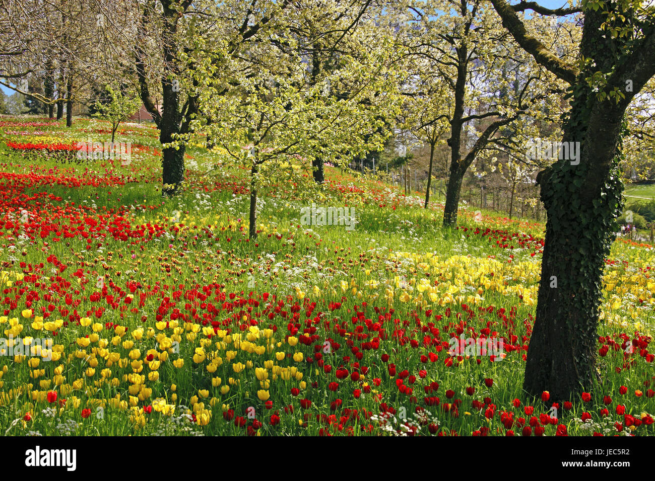 Tulip meadow, trees, Germany, Baden-Wurttemberg, Mainau, spring, season, spring flowers, tulip blossom, blossoming of a tree, tulips, bulb flowers, flower meadow, meadow, flowers, Stock Photo