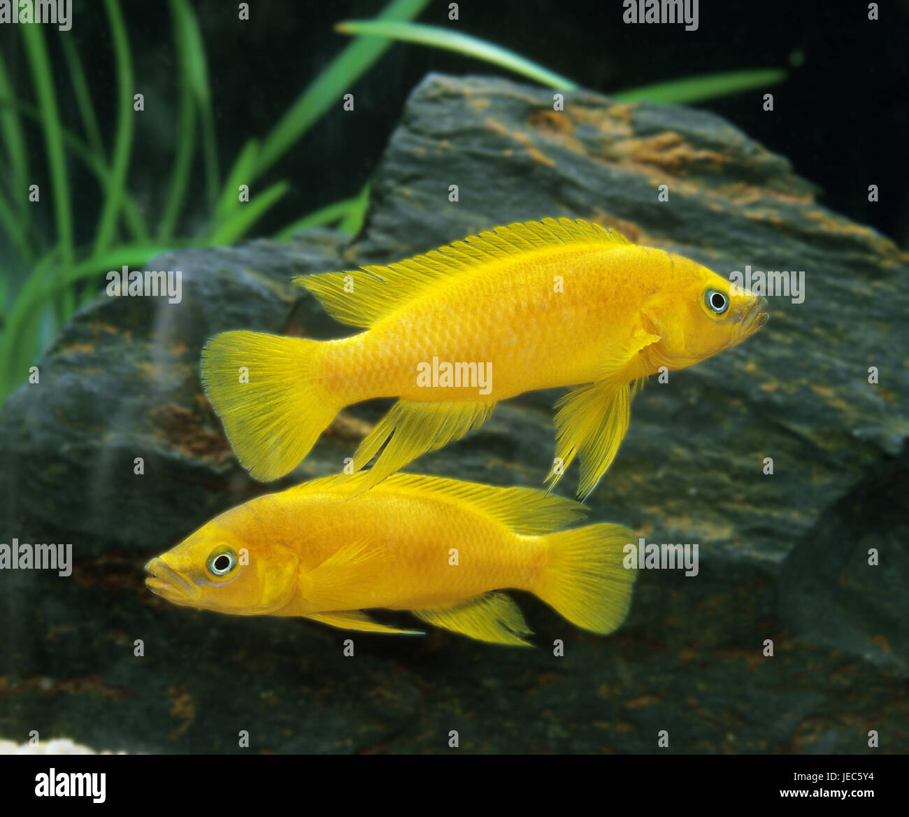 Tanganjika-Goldcichlid, golden coloured perch, Neolamprologus leleupi, in the aquarium, Stock Photo