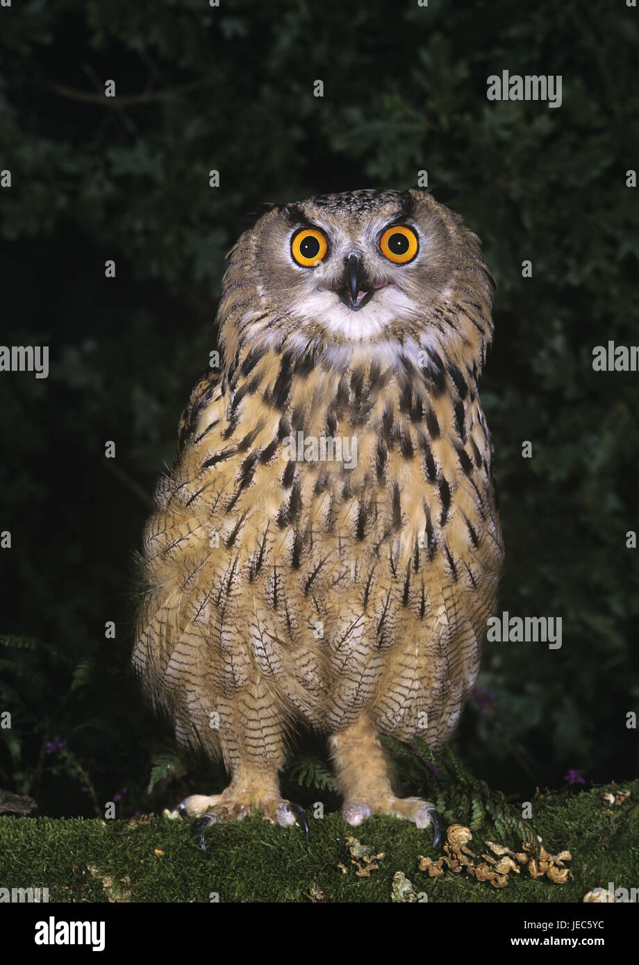 Eagle owl, bubo bubo, Stock Photo