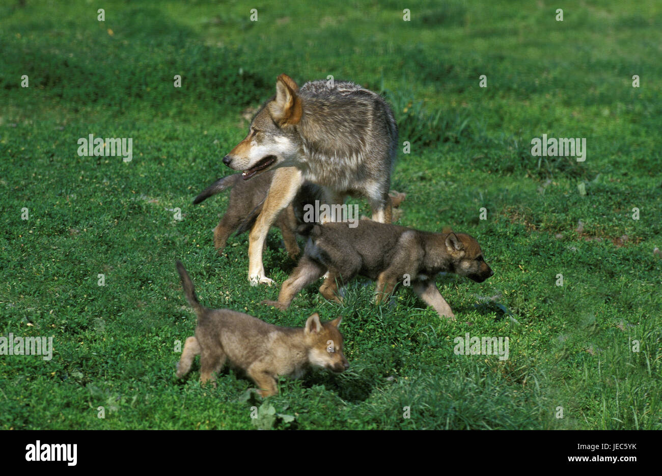 Wolf, canis lupus, mother animal with boys, Stock Photo