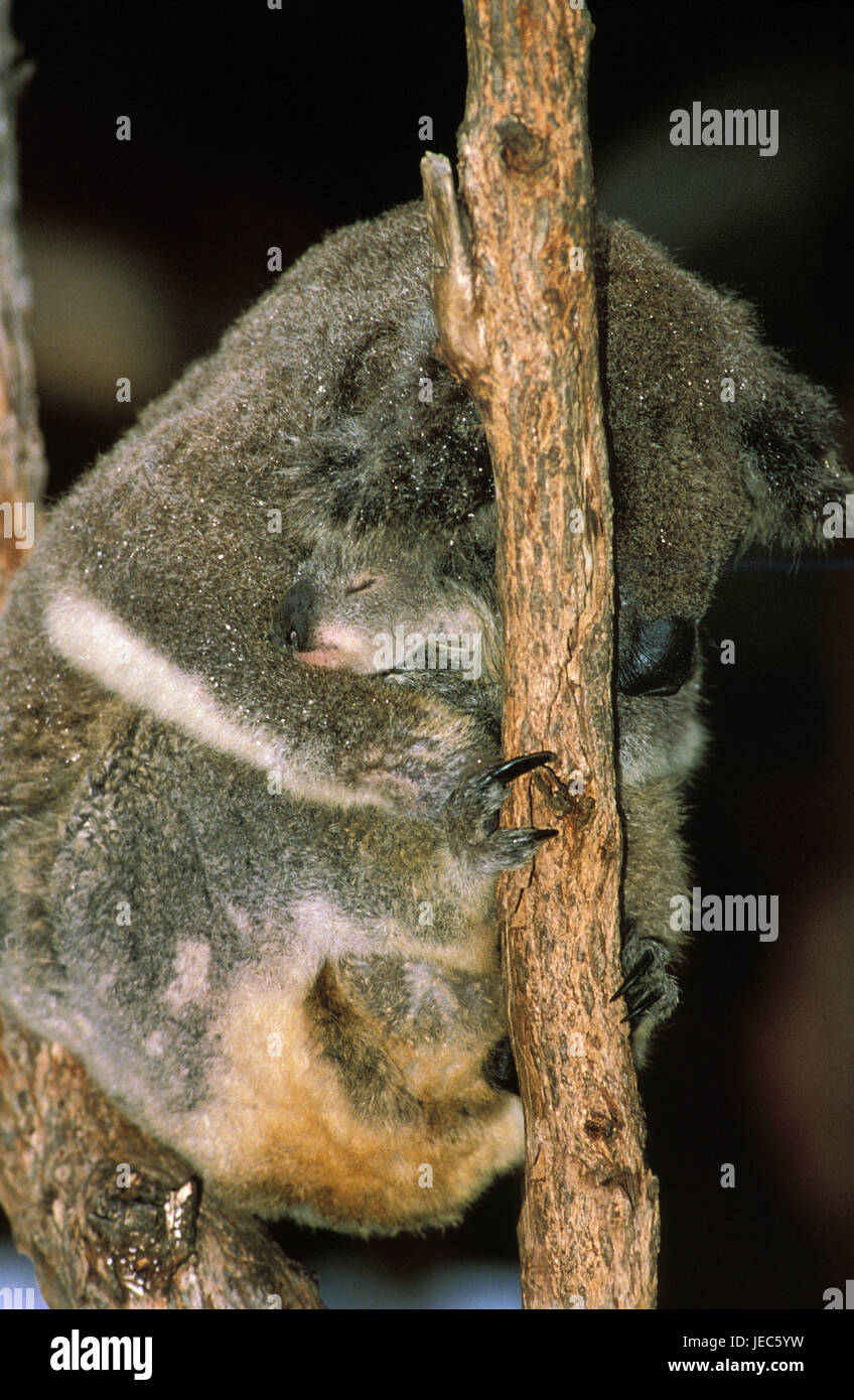 Koala, Phascolarctos cinereus, mother with young animal, Stock Photo