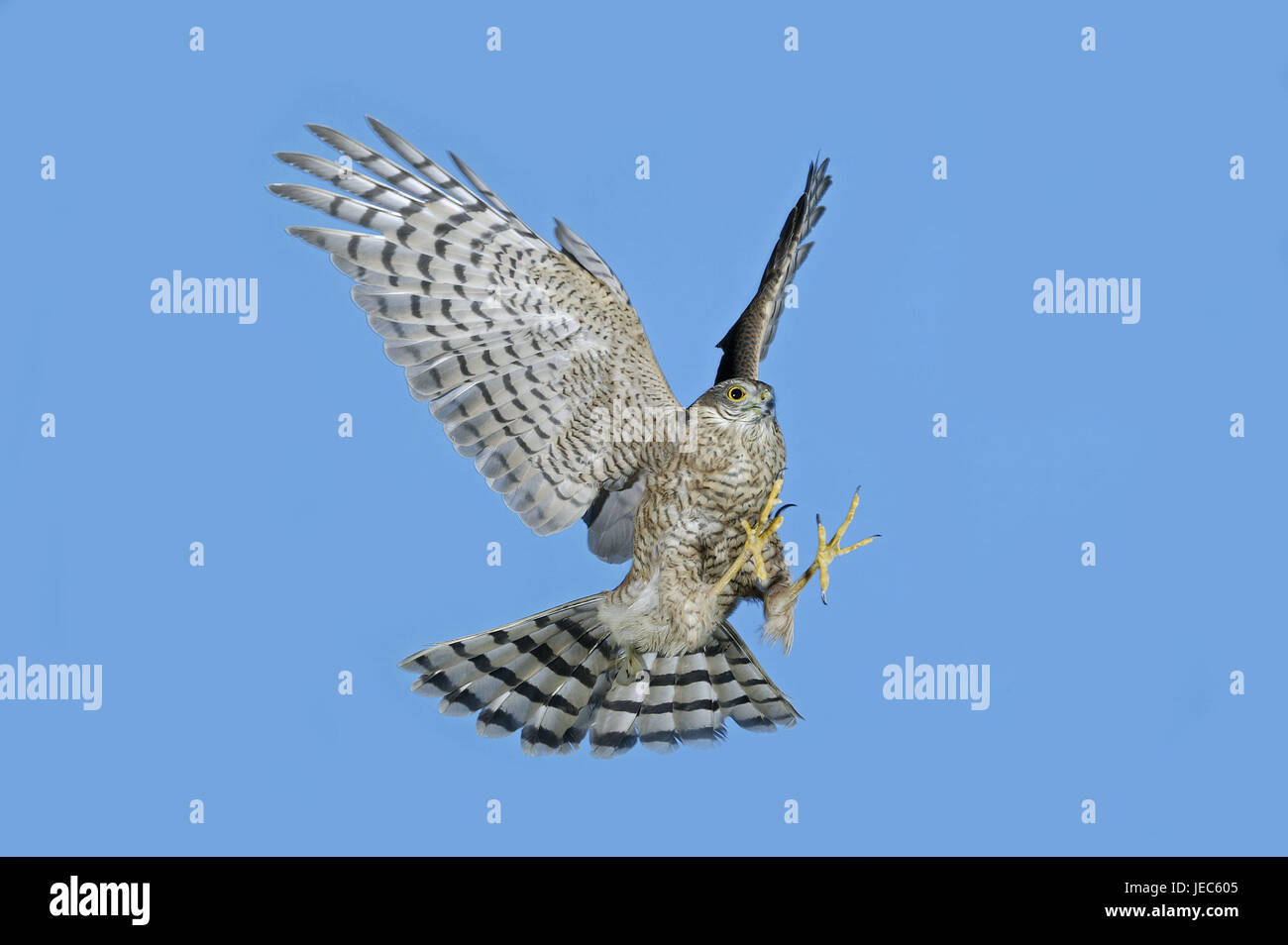 Sparrow hawk, Accipiter nisus, in the flight, Stock Photo