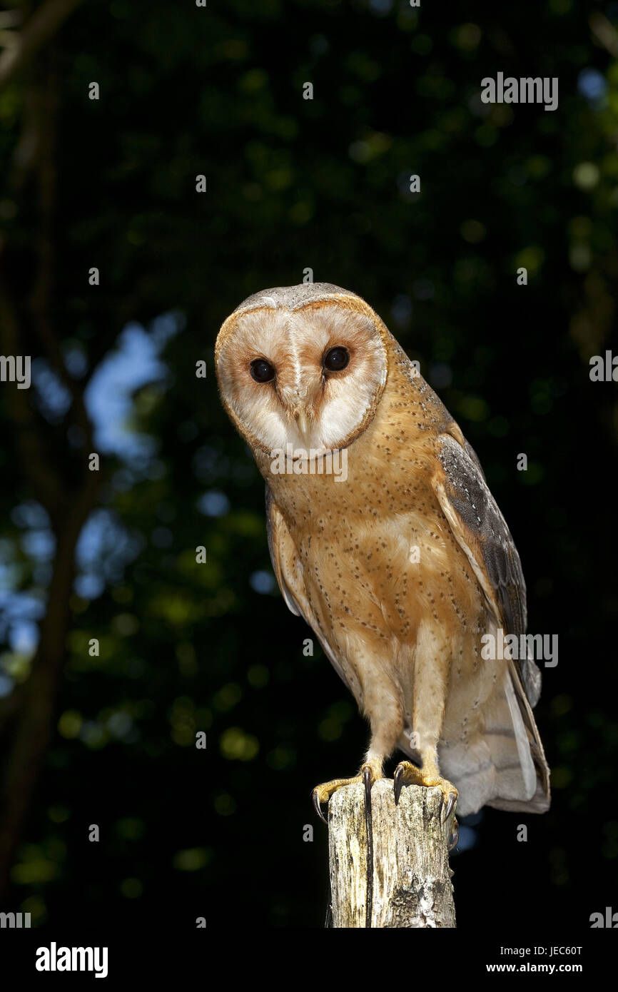 Barn owl, Tyto alb, Vendeé in the west of France, Stock Photo