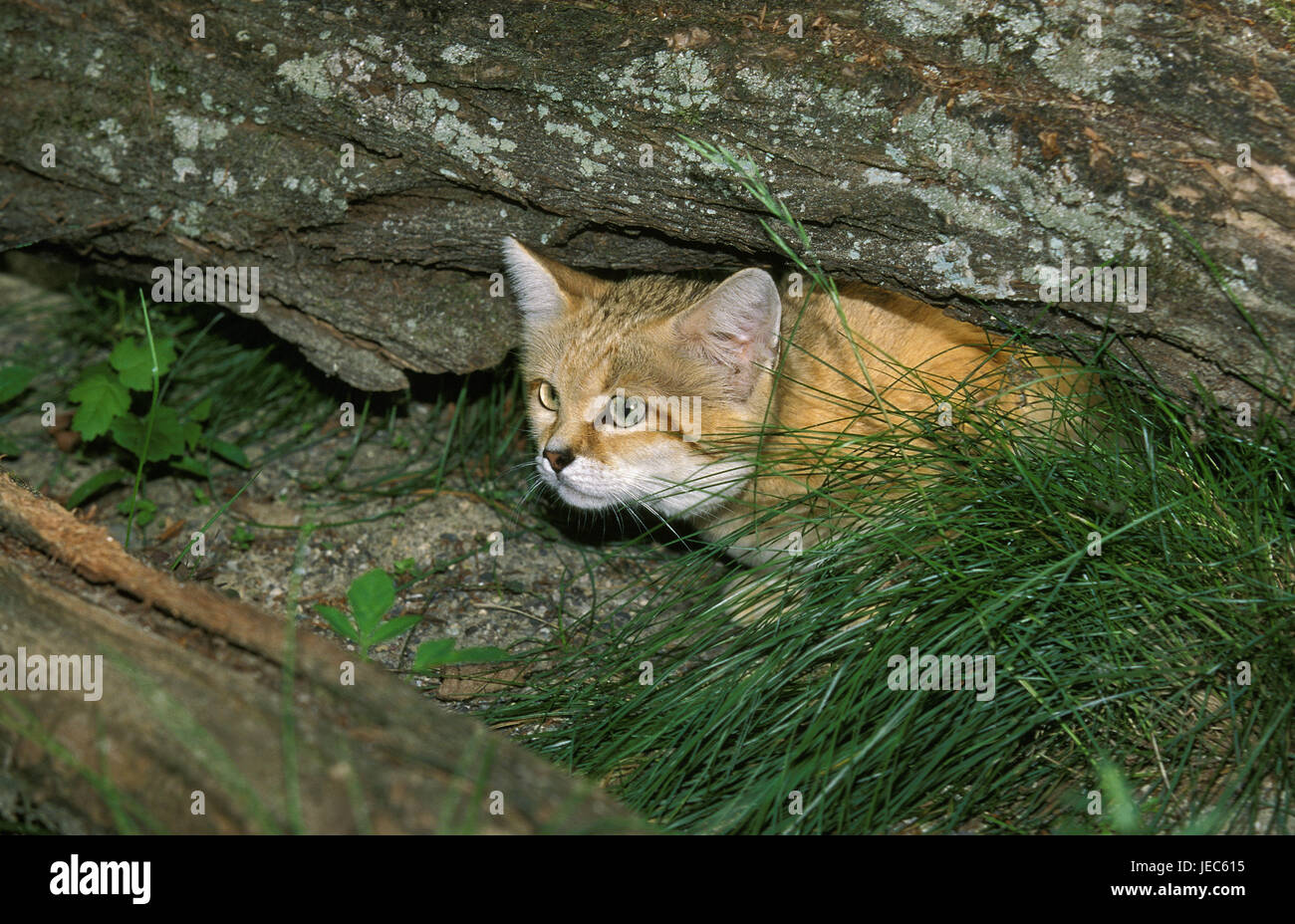 Sand cat, Felis margarita, under trunk, Stock Photo