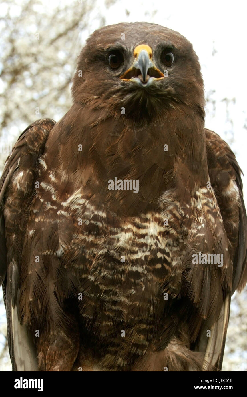 Common buzzard, Buteo buteo, medium close-up, Stock Photo