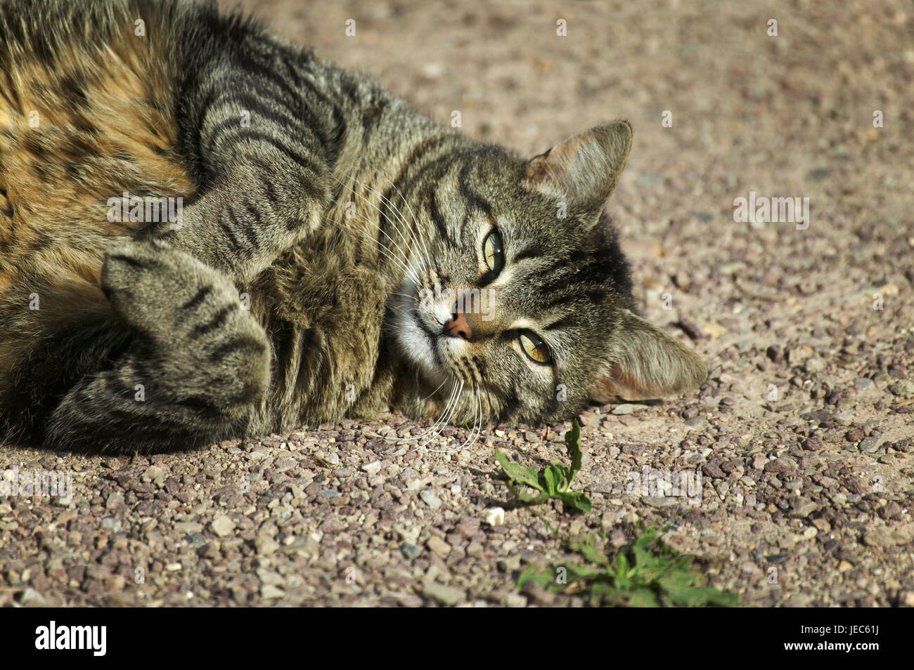 Cat 'Brown Tabby', gravel, lie, medium close-up, Stock Photo