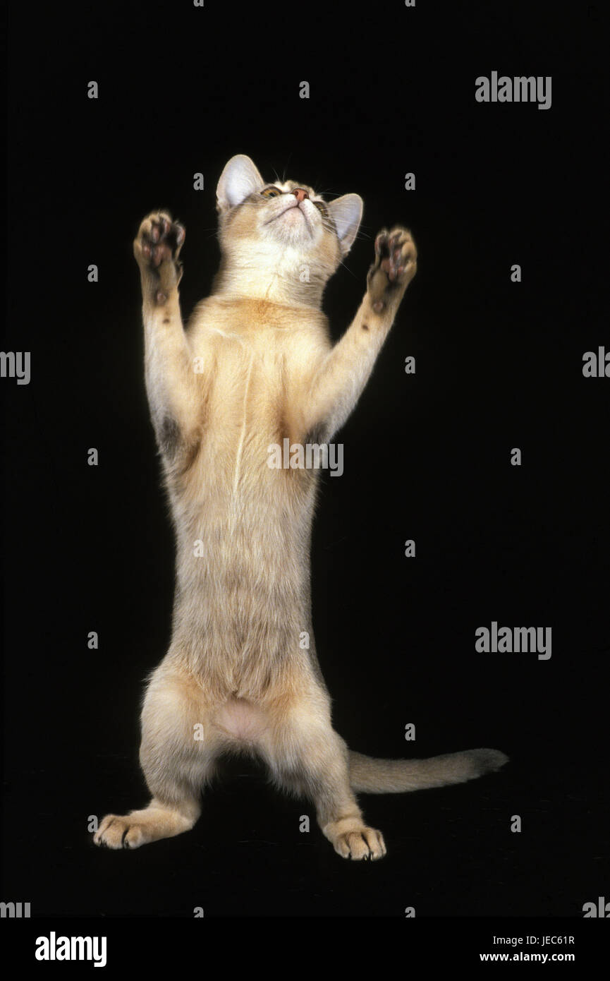 Abyssinian's cat, raised, loses, Stock Photo