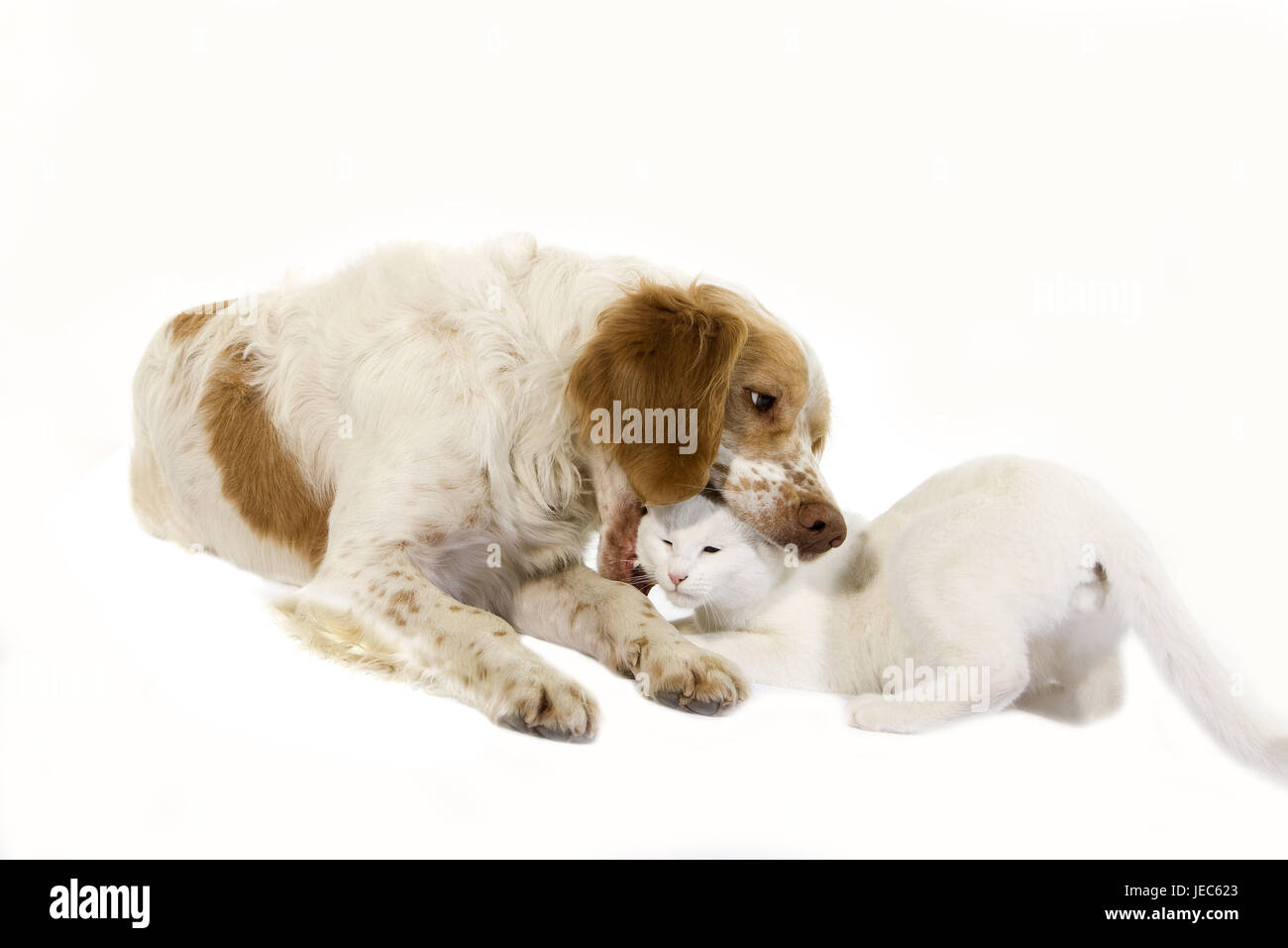 French spaniel plays with cat, Stock Photo