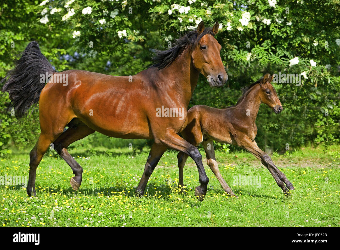 French trotter hi-res stock photography and images - Alamy