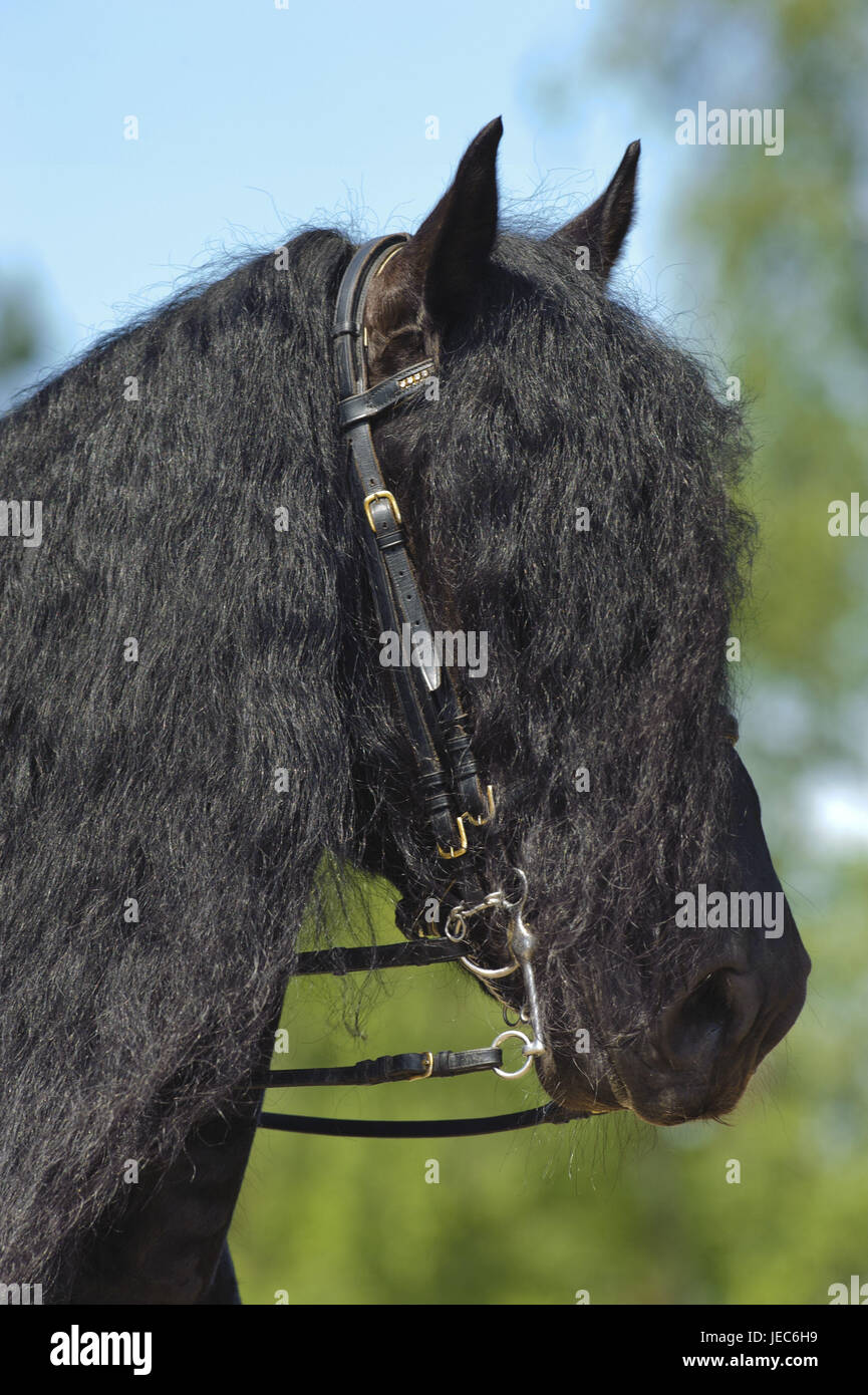 6,234 Horse Hair Styles Stock Photos, High-Res Pictures, and Images - Getty  Images