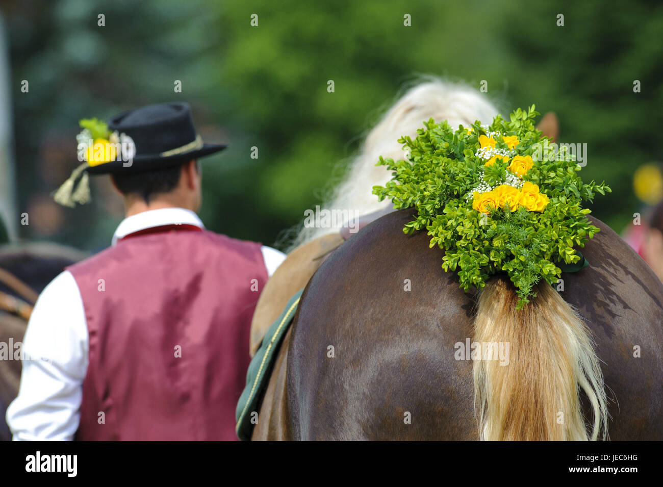 Horse, tail, festively decorated, medium close-up, Stock Photo