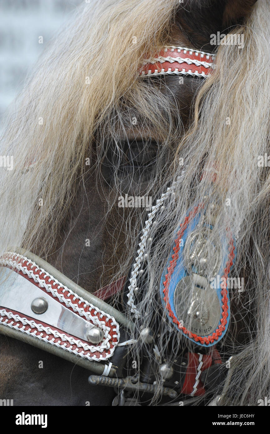 The Whitsun ride in bath Kötzting, as a Catholic procession to horse with more than 900 taking part bleeds, Stock Photo