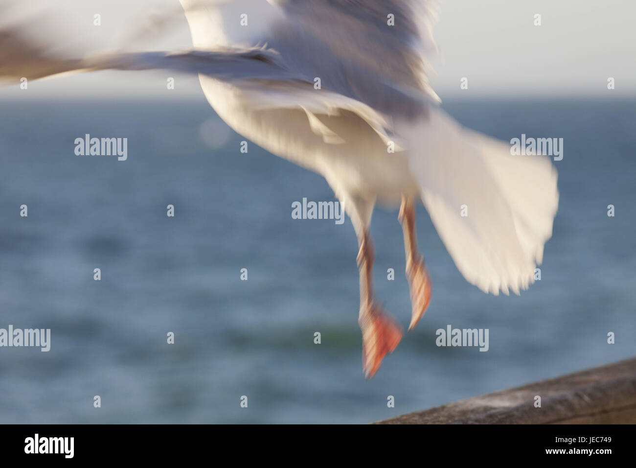 France, Normandy, Etretat, seagull in the flight, detail, Stock Photo