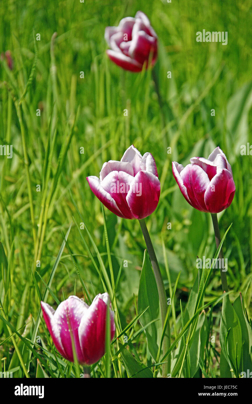 Grass, tulips, blossom, Germany, Baden-Wurttemberg, spring, flowers, spring flowers, tulip blossom, bulb flowers, tulip meadow, Mainau, spring, spring flowers, season, four, Stock Photo
