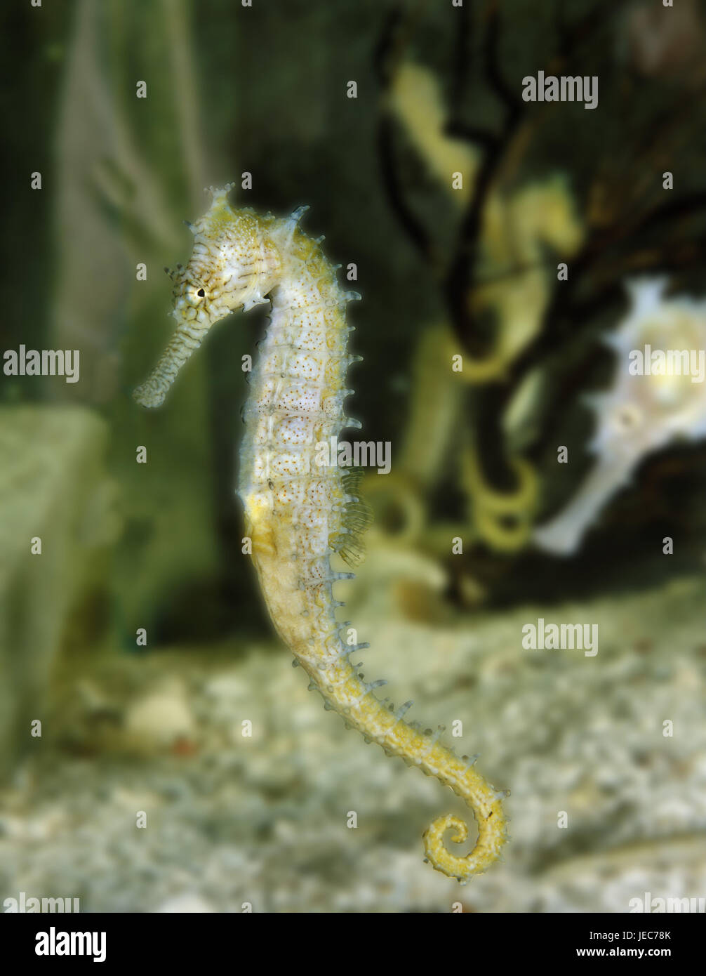 Seahorses, Hippocampus kuda, Stock Photo