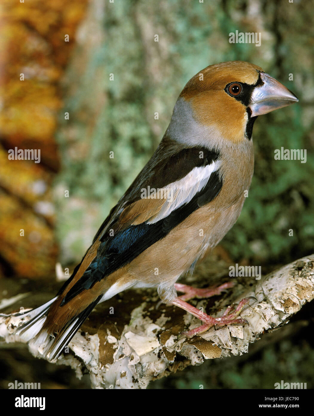 Hawfinches, Coccothraustes coccothraustes, branch, sit, Stock Photo
