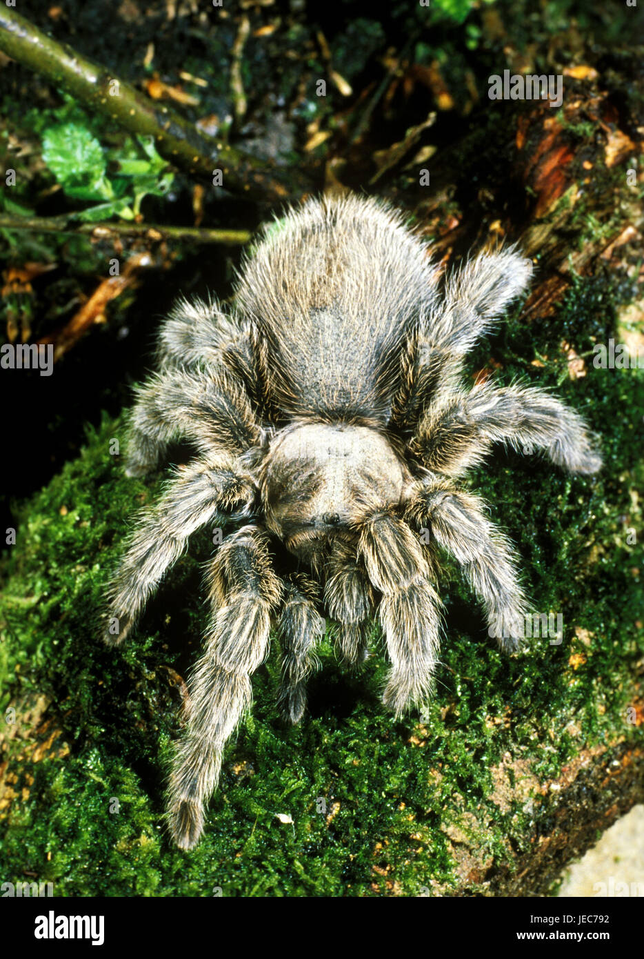 Spider, Theraphosa sp., in the moss, Stock Photo