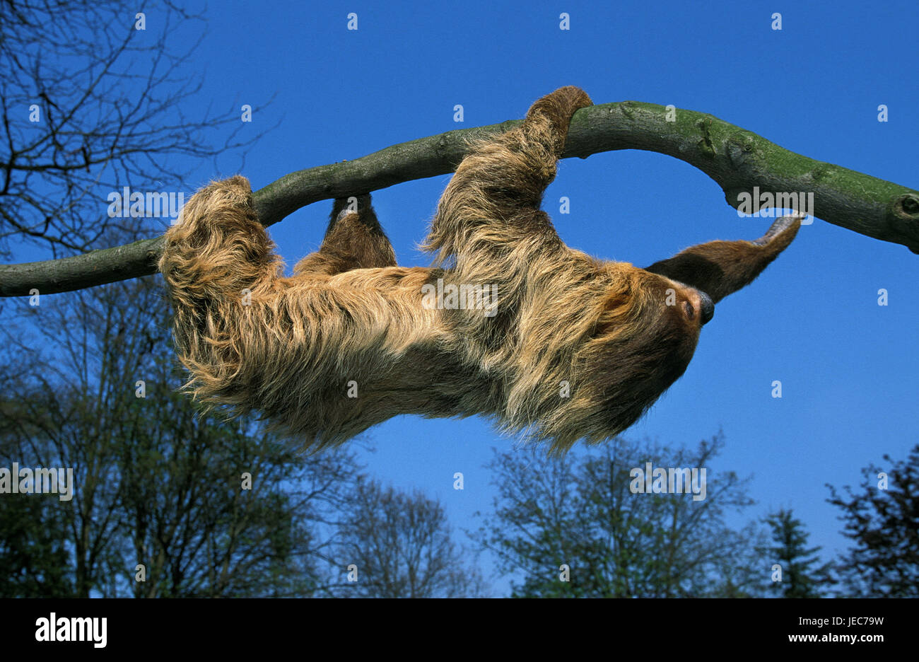 2 finger sloth, Choloepus didactylus, in the fork hanging, Stock Photo