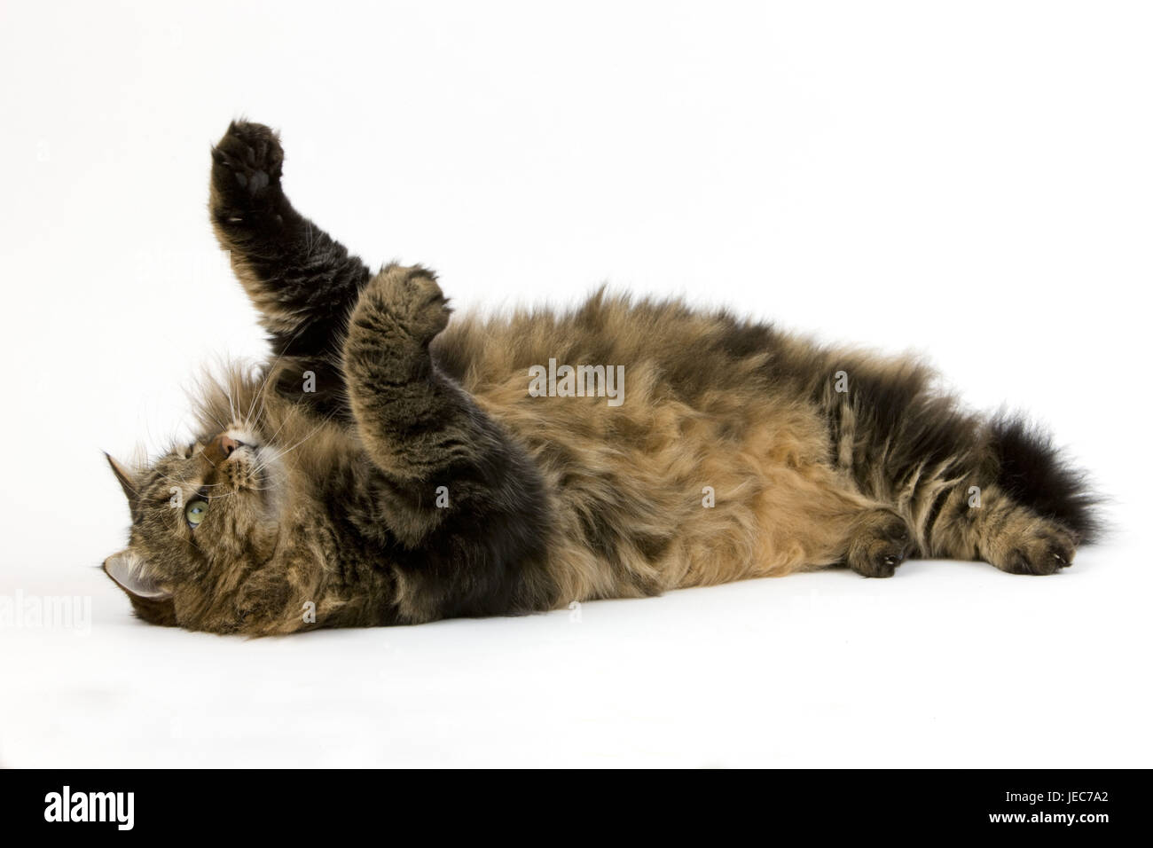 Angora cat, Stock Photo