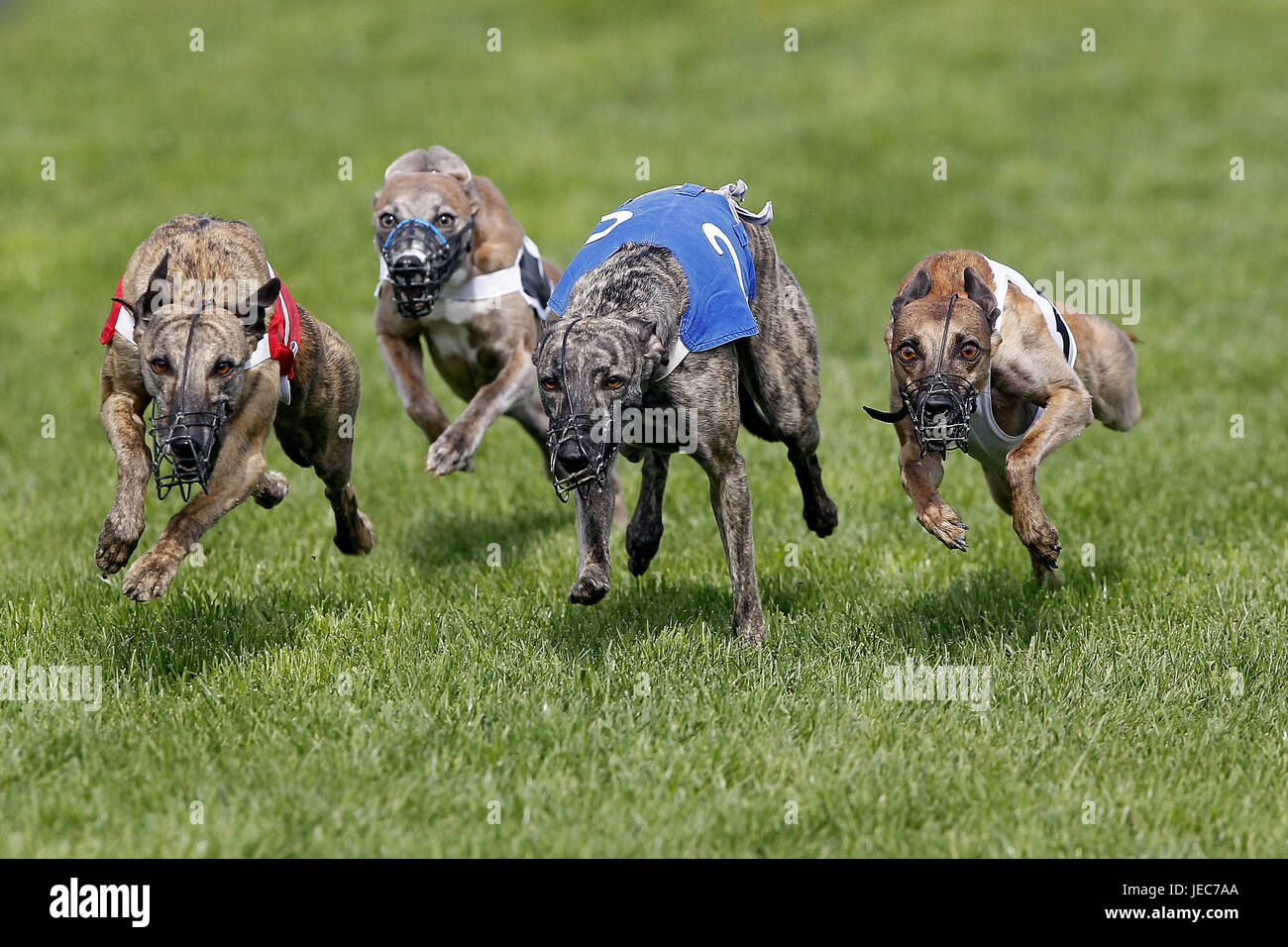 Whippet with dog race, Stock Photo