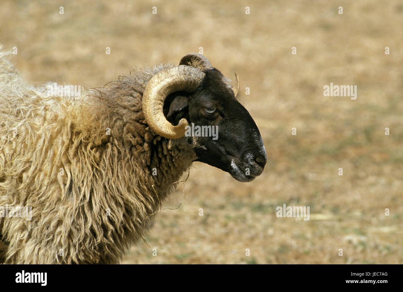 Sheep, Manech A Tete Rousse, red head-Manech, Aries, portrait, at the side, Stock Photo