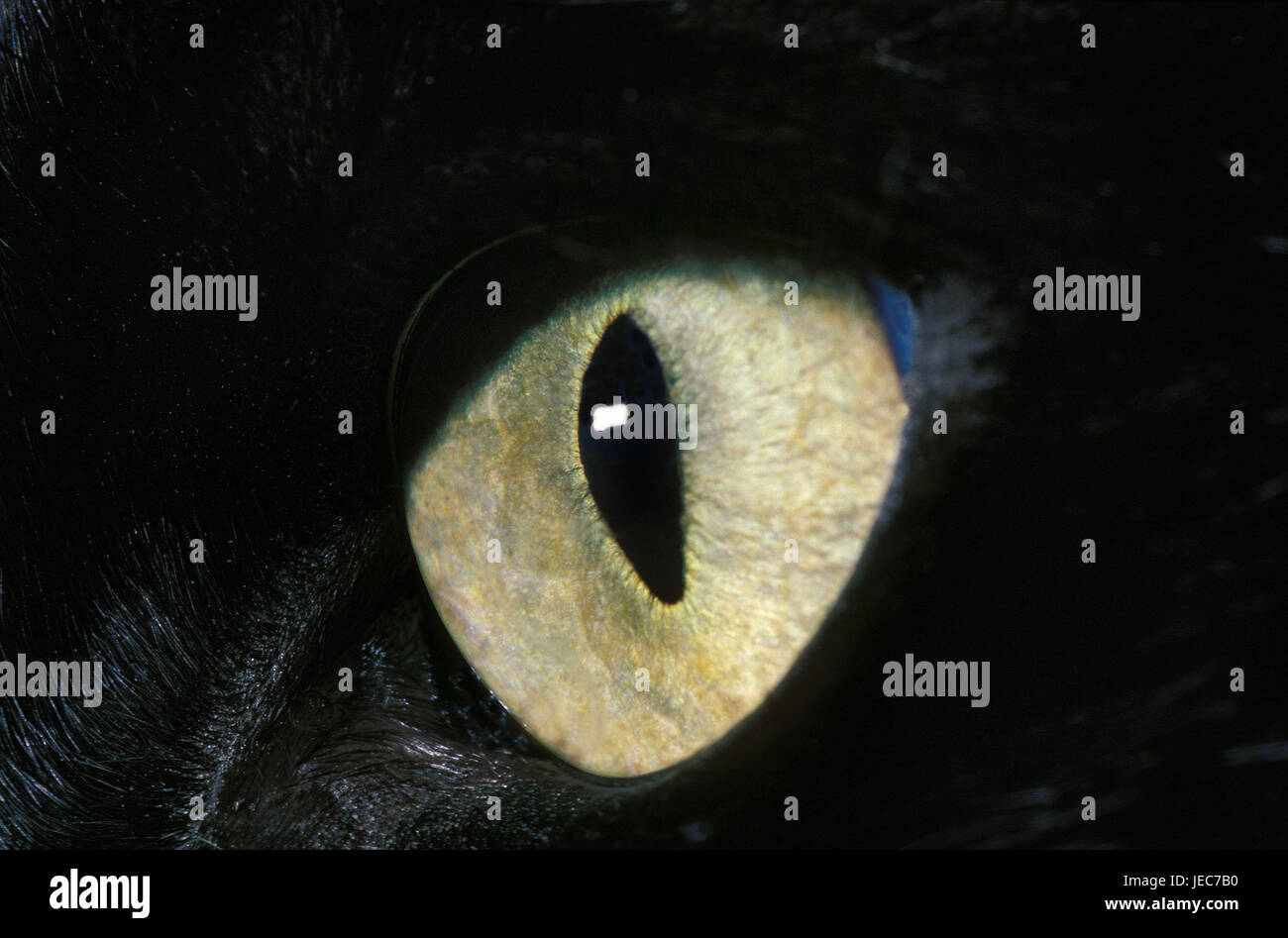 Eye of a black cat, medium close-up, Stock Photo