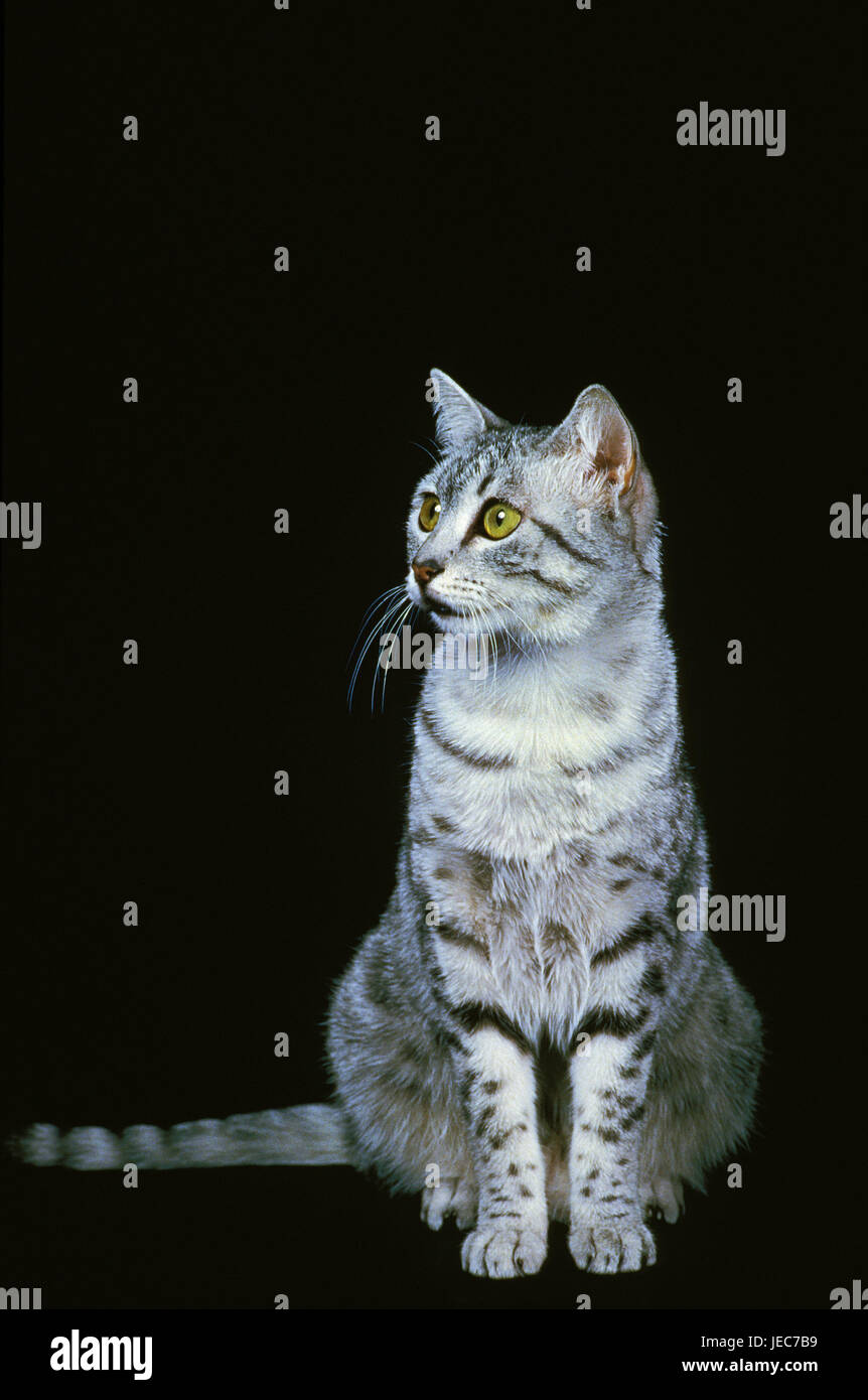 Cat, Egyptian Poorly, Stock Photo