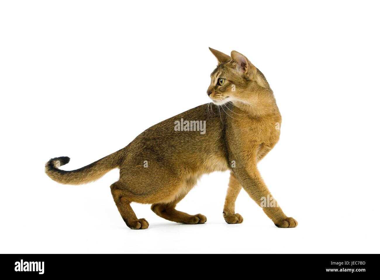 Abyssinian's cat, Stock Photo