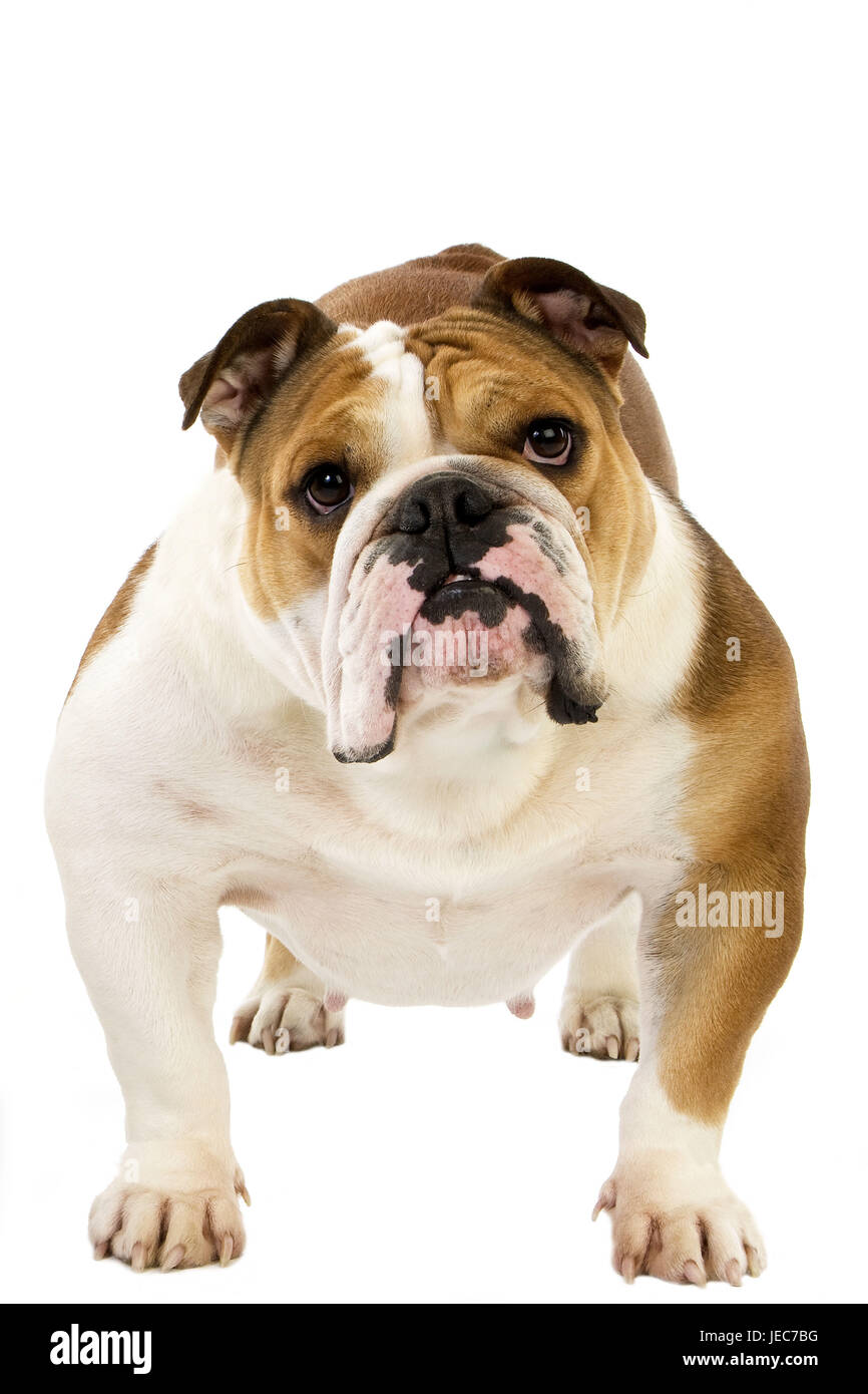 English bulldog, Stock Photo