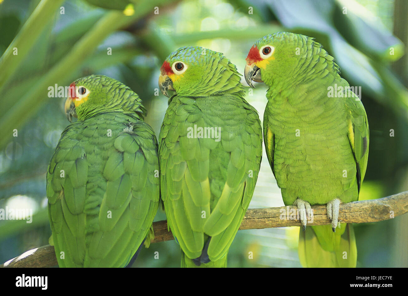 Honduras, Copan, branch, yellow cheek amazons, Central America, Latin America, rainforest, animal world, wild animals, animals, birds, parrots, amazons, green, habitat, three, whole body, outside, Stock Photo