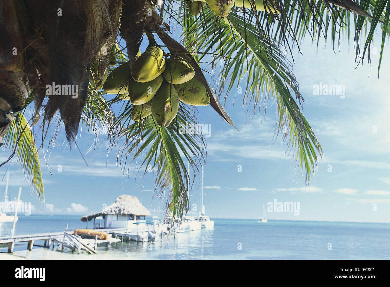 Belize, island Ambergris Caye, coconut tree, detail, background
