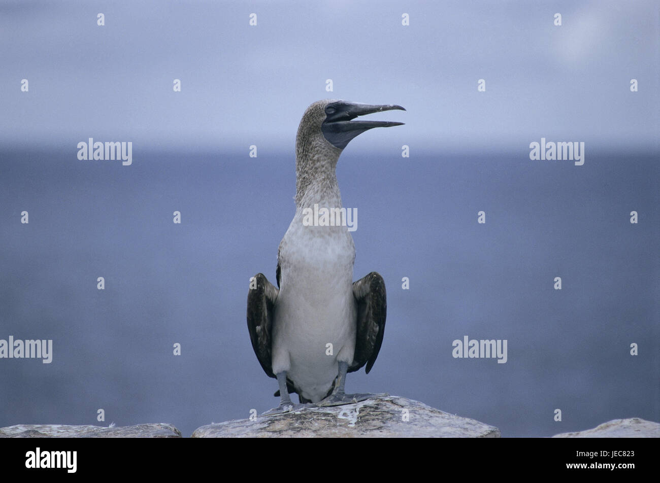 The Galapagos Islands, island Darwin, coast, blue foot gawk, Sula nebouxii, the Pacific, island group, Ecuador, island, animal world, animal, bird, gawk, Meeresvogel, water bird, Stock Photo