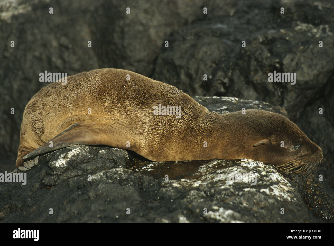 The Galapagos Islands, island Darwin, rock, Galapagos sea lion, Zalophus wollebaeki, the Pacific, island group, Ecuador, island, coast, bile coast, Wildlife, animal world, animal, wild animal, mammal, otary, sea lion, seal, Stock Photo