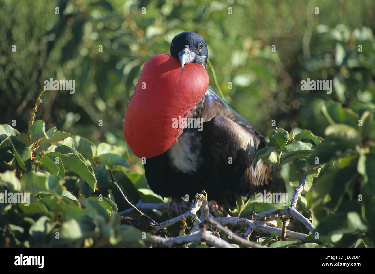 The Galapagos Islands, island Darwin, Bindenfregattvogel, Fregata minor ...