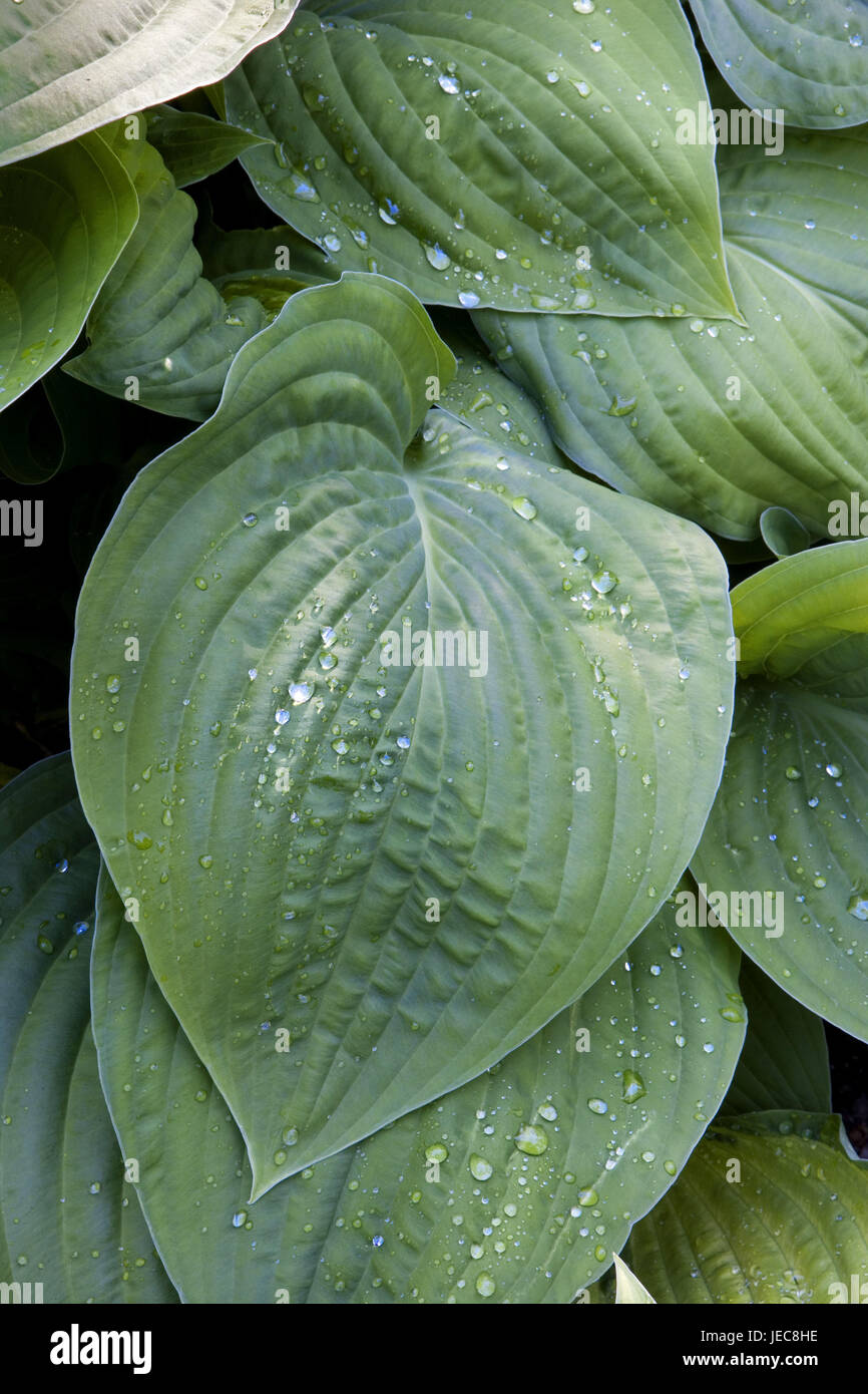 Glockenfunkie, Hostia ventricosa, leaves, drops of water, plants, flowers, cultivated plant, ornamental plant, Funkie, drop, dewdrop, freshness, nature, wet, green, medium close-up, Stock Photo