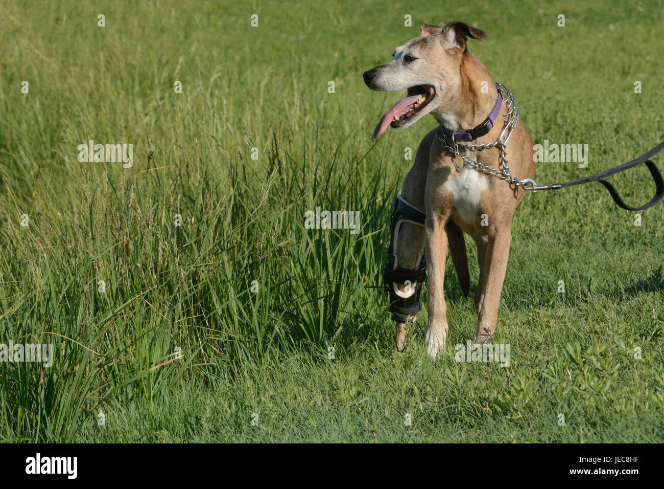 Older boxer mixed breed boxer dog with white face hair and coat wearing orthotic brace device out for a walk on a hot summer day Stock Photo