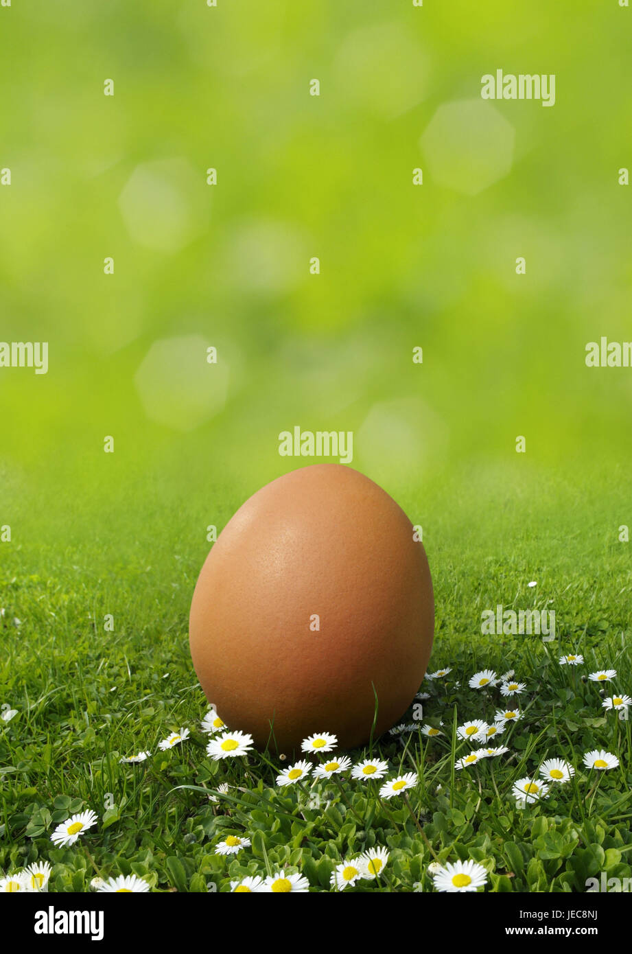 Meadow, daisy, egg, brown, grass, flower meadow, spring meadow, flowers, little flowers, Hühnerei, Vogelei, one, individually, untinted, forgotten, lost, stored, placed, season, icon, Easter egg, fertility, reproduction, spring, Easter, nature, Stock Photo