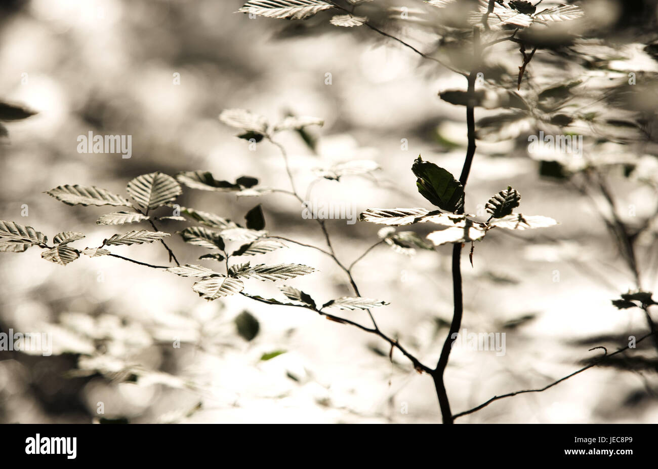 Tree, book, detail, branches, plants, foliage woods, broad-leaved tree, branches, leaves, booking leaves, light, shade, nobody, silence, rest, nature, colour tuning, Stock Photo