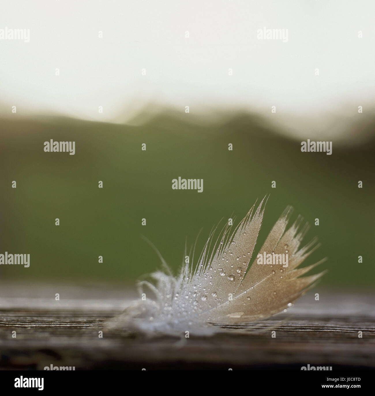 wooden surface, Vogel's feather, dewdrop, woodwork, feather, drop, drop of water, wet, humidity, water, trickle down, icon, Lotuseffekt, ease, naturalness, Stock Photo