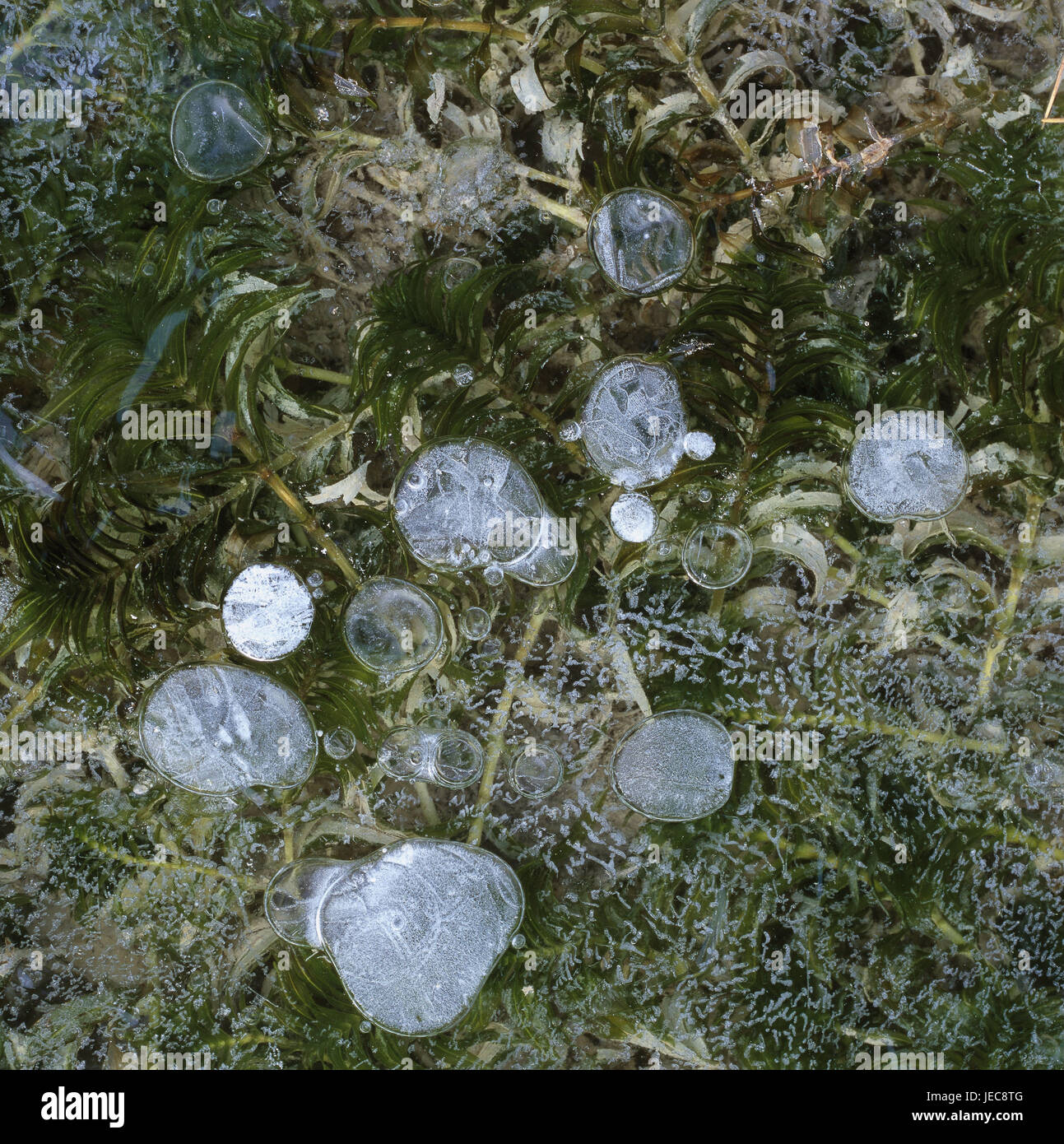 Waters, plants, plants, iceboundly, close up, lake, lakeside, grass